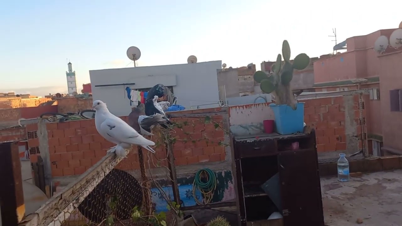 توليعة يا سلاااام تحياتي للجميع 