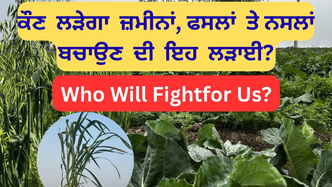 GM Crops, trade deal and Desi beej | ਕਿਵੇਂ ਬਚੇਗੀ ਸਾਡੀ ਖੇਤੀ, ਸਾਡੀ ਹੋਂਦ? #agriculture #tradedeal 