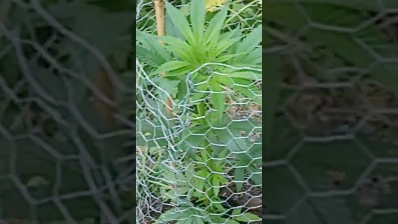 UK GUERILLA GROWING