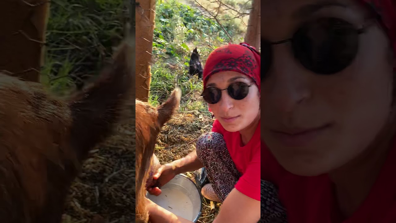 Keçi sağım işlemi 😂