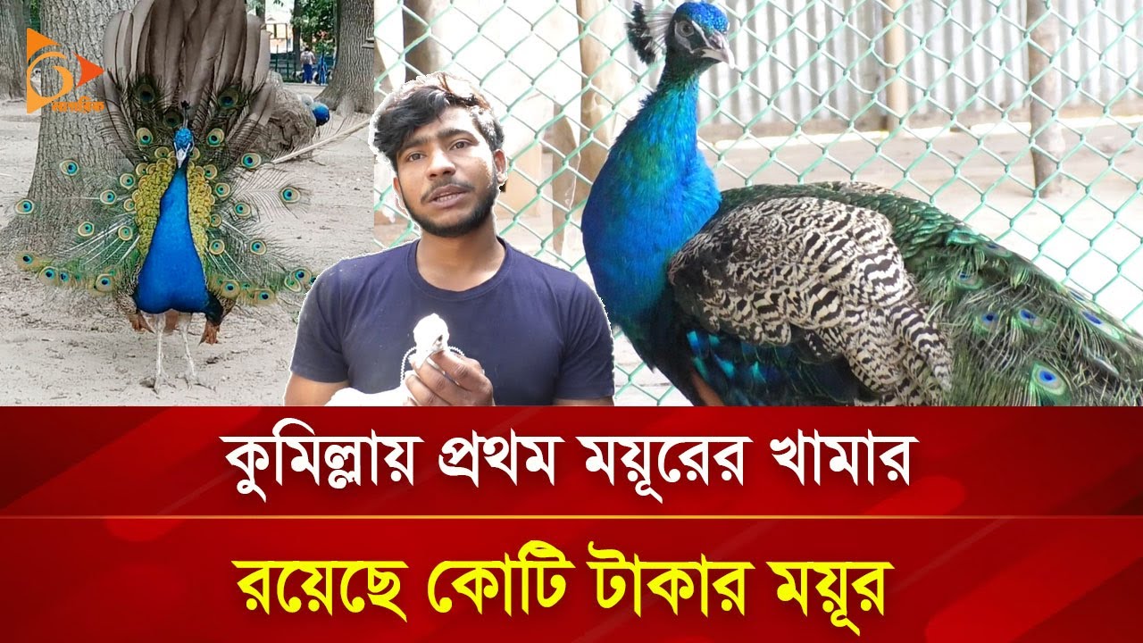 ময়ূরের খামার করে চার বছরে কোটিপতি | Nagorik TV Special