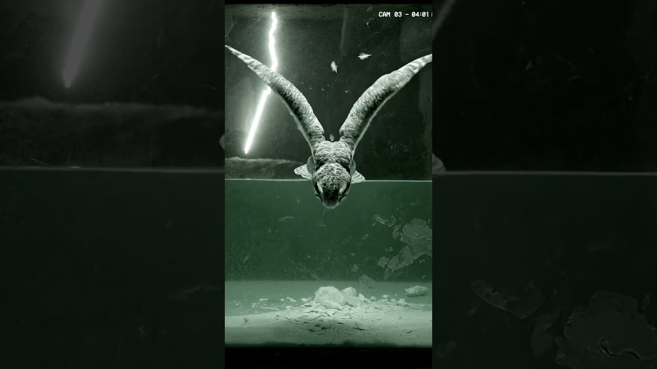 The Aquarium Visitor #surrealhorror #midnightstories #securityfootage