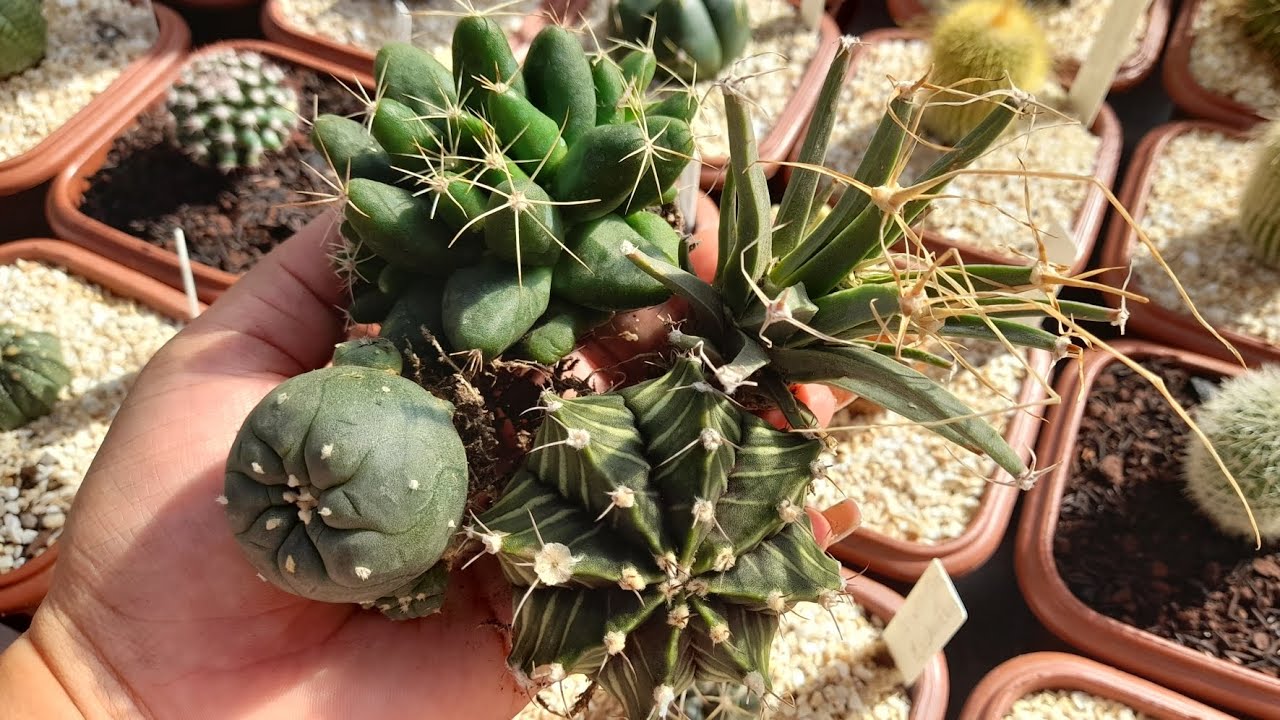CACTOS MARAVILHOSOS 🌵RECEBIDOS LINDOS
