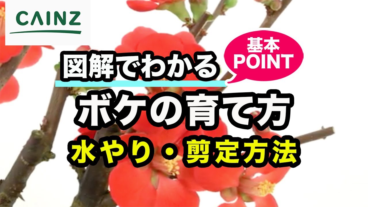 ボケ(木瓜)の育て方 カインズ植物図鑑