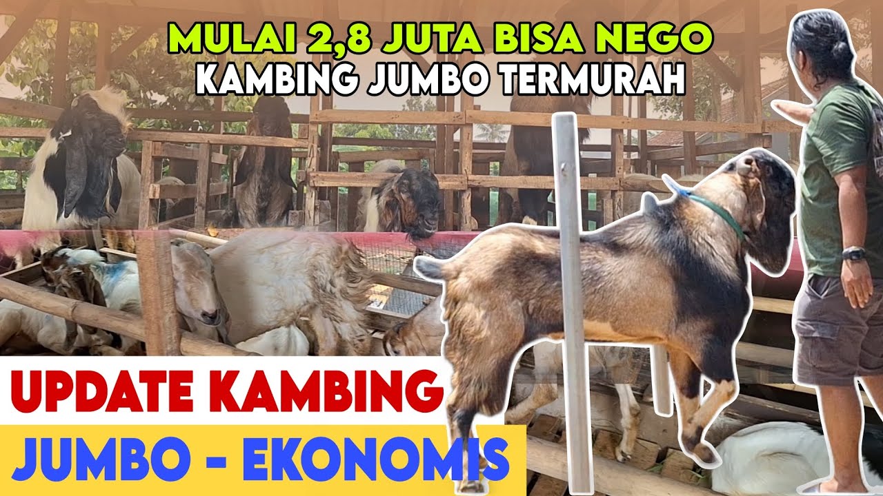 UPDATE HARGA KAMBING TERMURAH DIJABODETABEK DARI YANG JUMBO SAMPAI KAMBING EKONOMIS ARESTA JAYA FARM