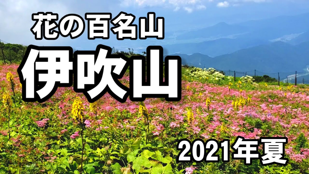 【滋賀県】伊吹山に咲く夏の花～花の百名山～