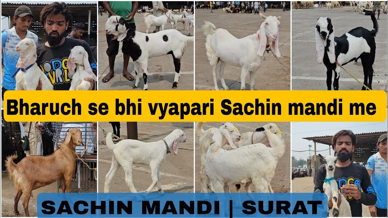 SACHIN MANDI | SURAT BEST MANDI | BHARUCH SE BHI VYAPARI AAT HE MANDI ME | 16-03-2023 update
