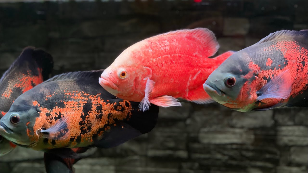 Big Oscar Fish in 200 cm tank