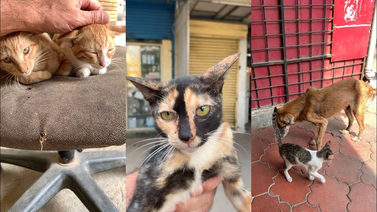 27/1/26 Orange family ❤️ Kabaadiwaala 🐈 Mimi 🐱 & Old Doggie 🐕 Good Old Bahadur 🐈 lovely moments 🥰 