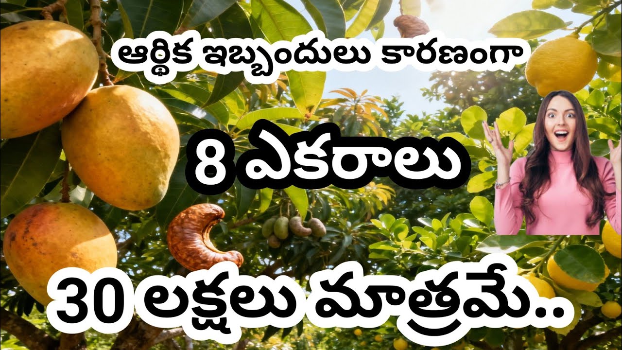 Visakhapatnam Agriculture Land &ndash; 8 Acres, Mango & Lemon Orchard, ₹30L Each @IsmartSriRealestate 