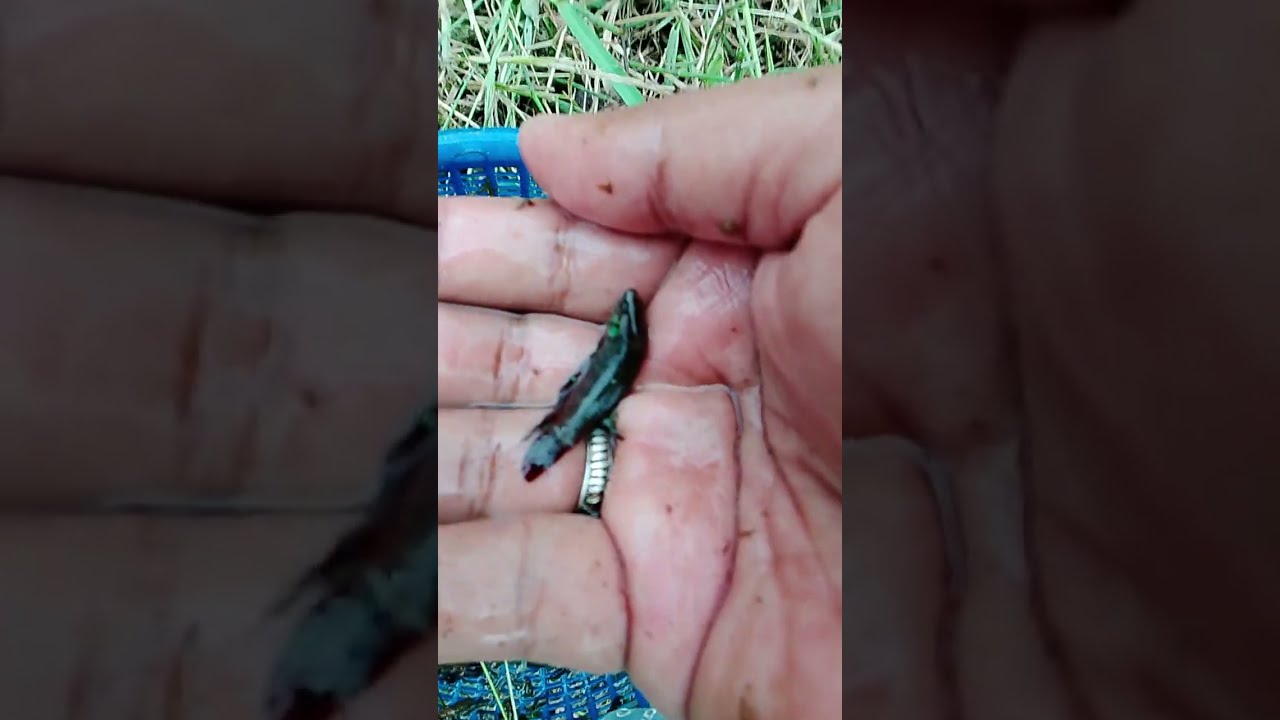 🔥 Hampir Dimangsa Predator! Ikan Laga Jantan Cantik Berhasil Diselamatkan dari Rawa Liar 🌿 mantap 