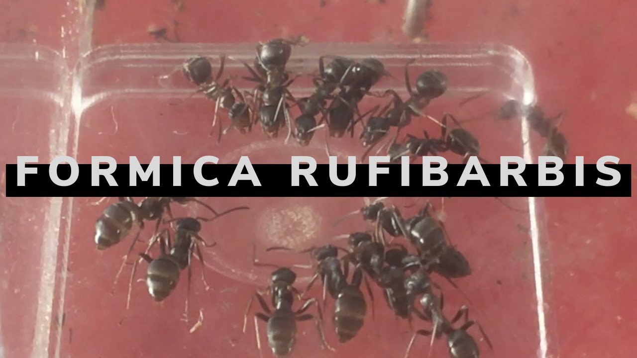 Colonia - Formica Rufibarbis