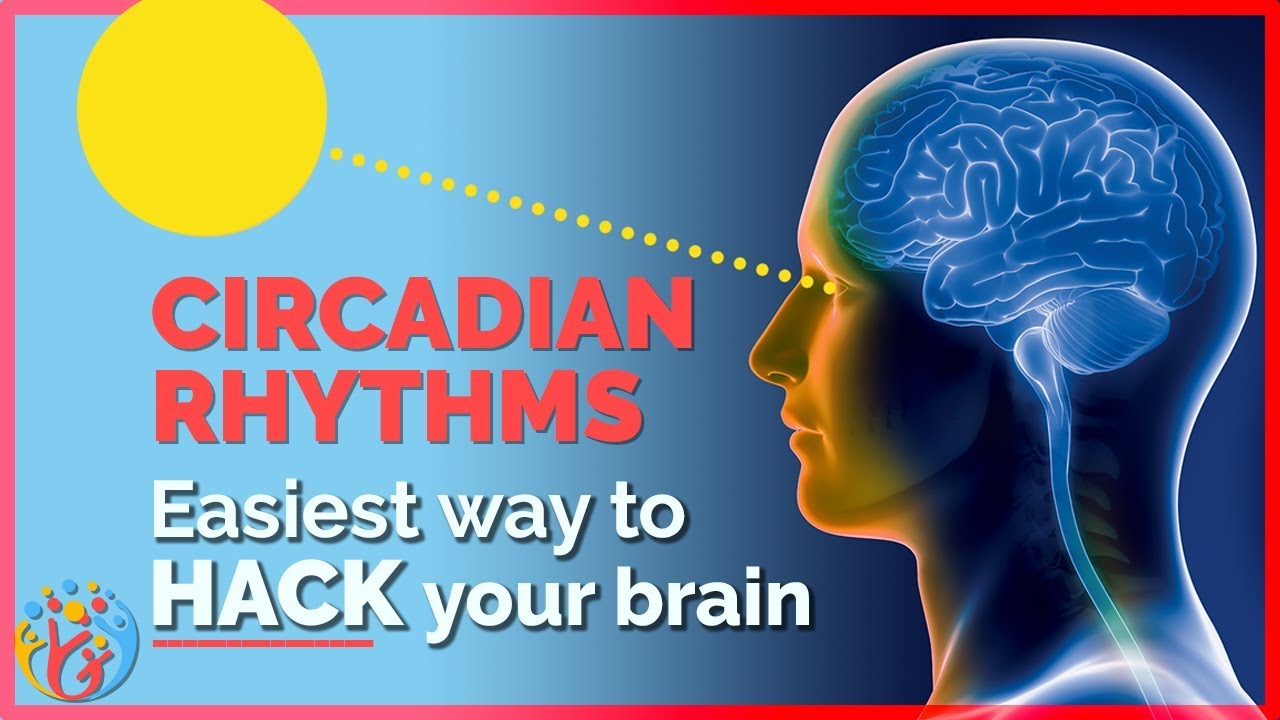 Circadian Rhythm. How to Hack your Brain. Hum Jeetenge