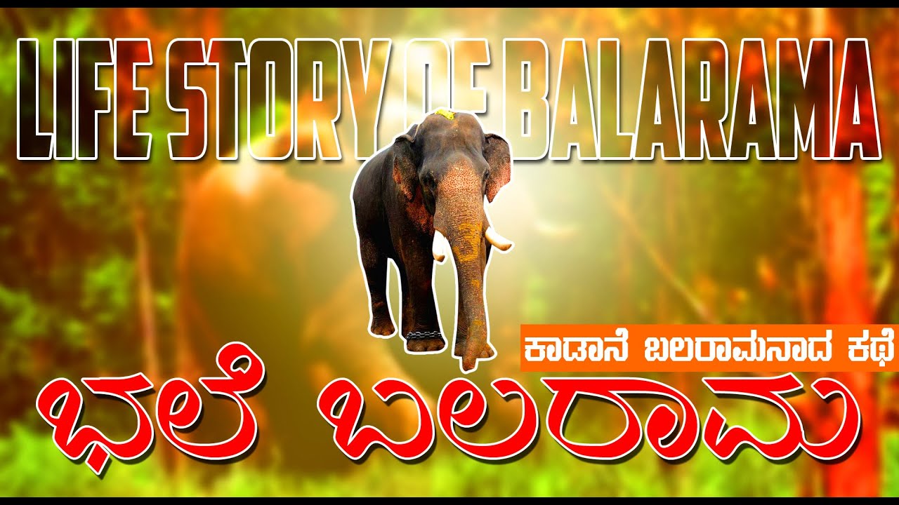ಕುಡುಕ ಕಾಡಾನೆ ಬಲರಾಮನಾಗಿ ಬದಲಾದ ಕಥೆ 13 ಬಾರಿ ಅಂಬಾರಿಯನ್ನು ಹೊತ್ತ ಕಥೆ ಭಲೇ ಬಲರಾಮ