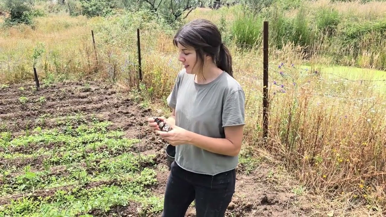 Preparando el sistema de las tomateras, primer año que lo hago así