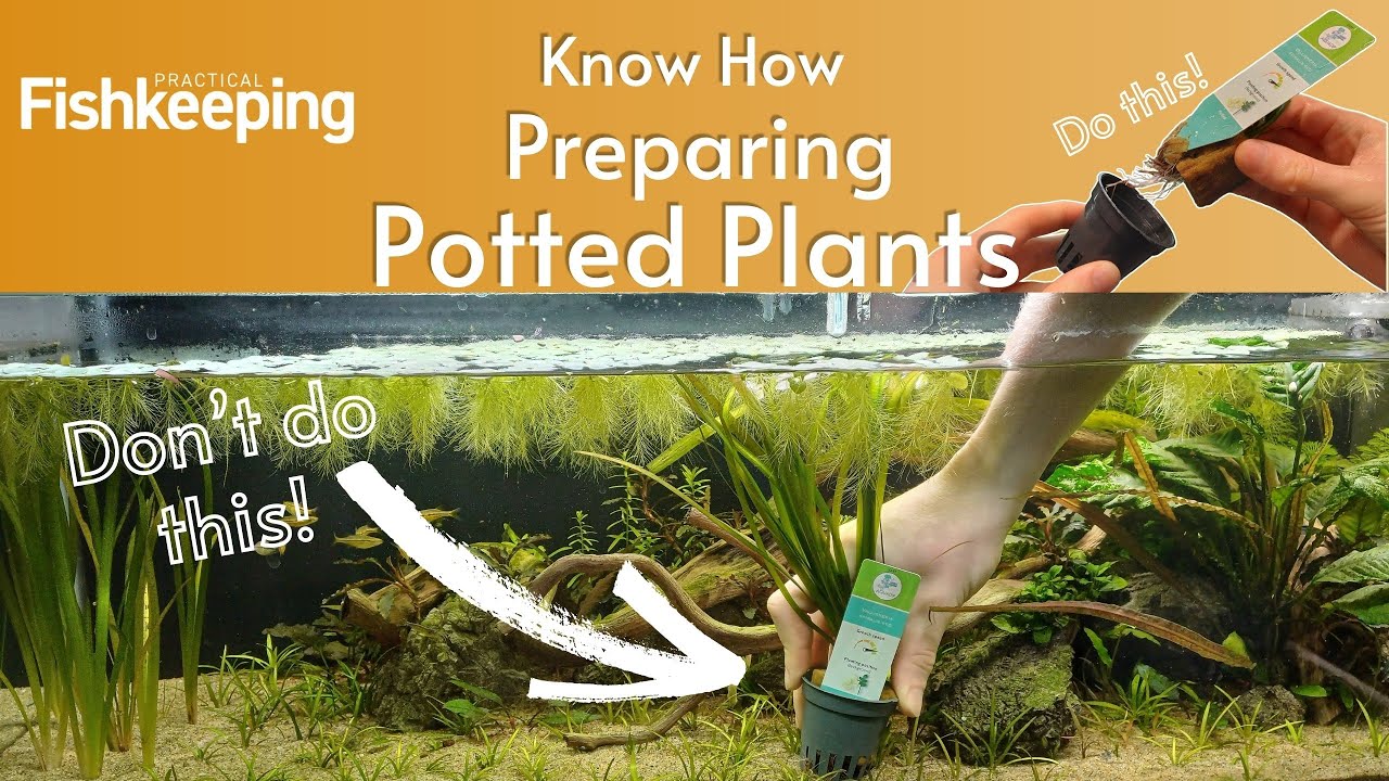 How to Prepare Potted Aquarium Plants for your fish tank!