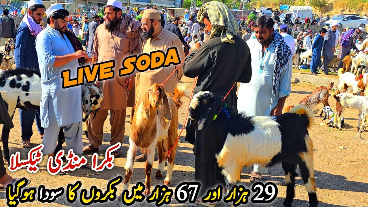 Live Soda Bakra Mandi Taxila Update March 2026 | Qurbani Bakra Eid 