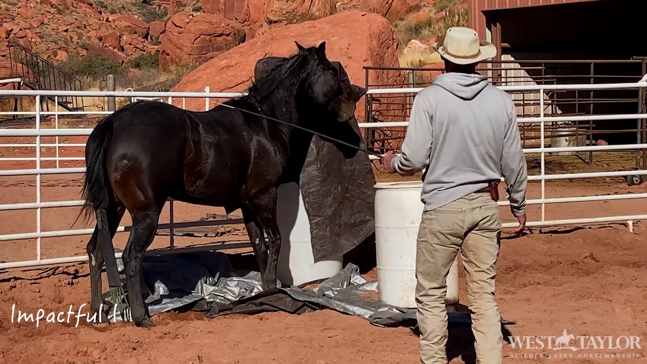 What can a Horse teach you about you in 6 minutes? Life is about finding Calm in the Chaos!