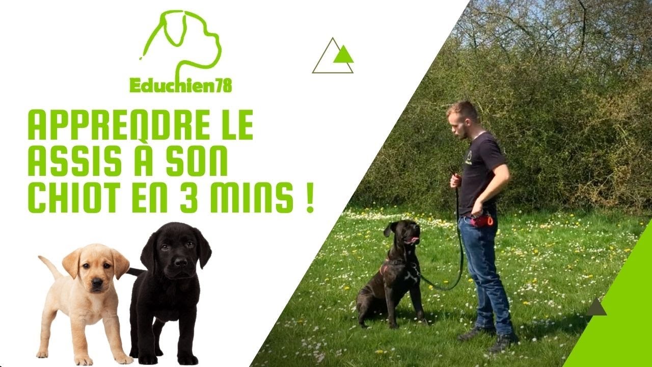 APPRENDRE LE ASSIS A SON CHIOT EN 3 MINUTES !!!