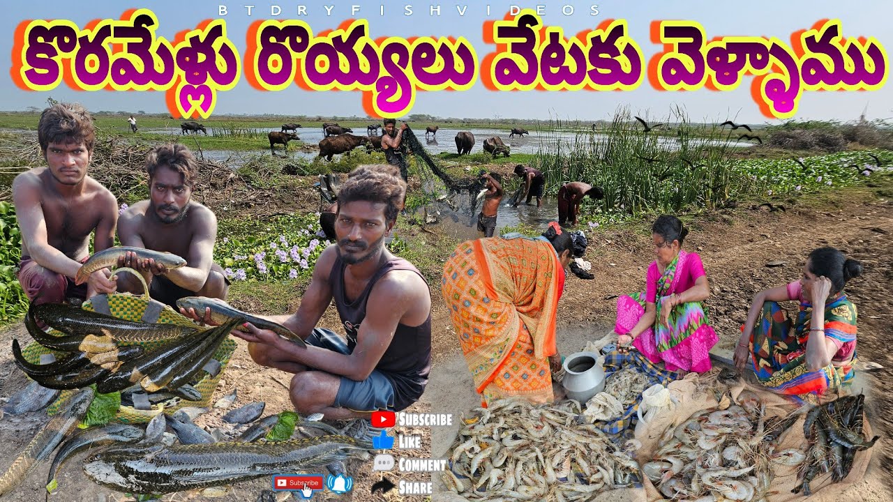 కోరమేళ్ల  వేటకు వెళ్లాము అక్కడ మామ్మ వాళ్లు రొయ్యలు పడుతున్నారు అడవుల్లో #penumudi #prawns #fishing