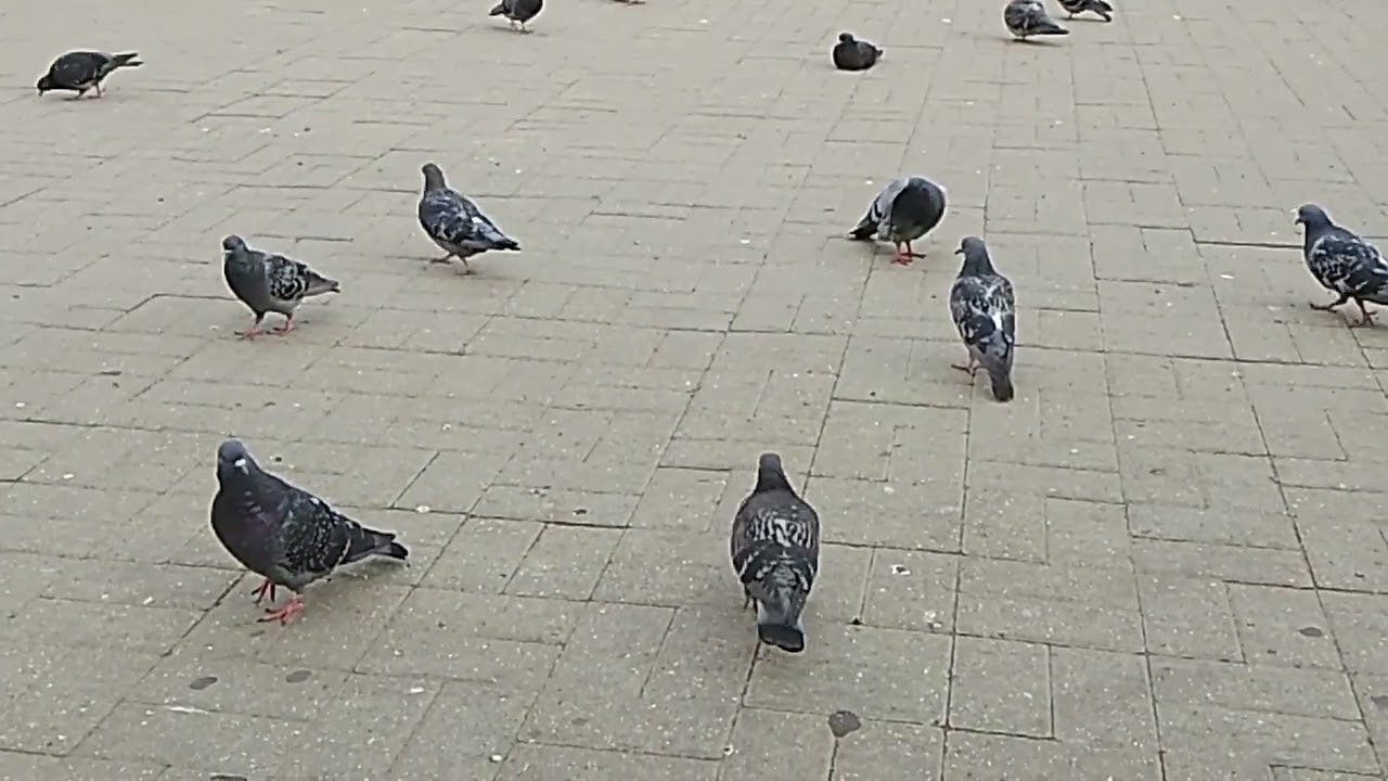 Untitled video