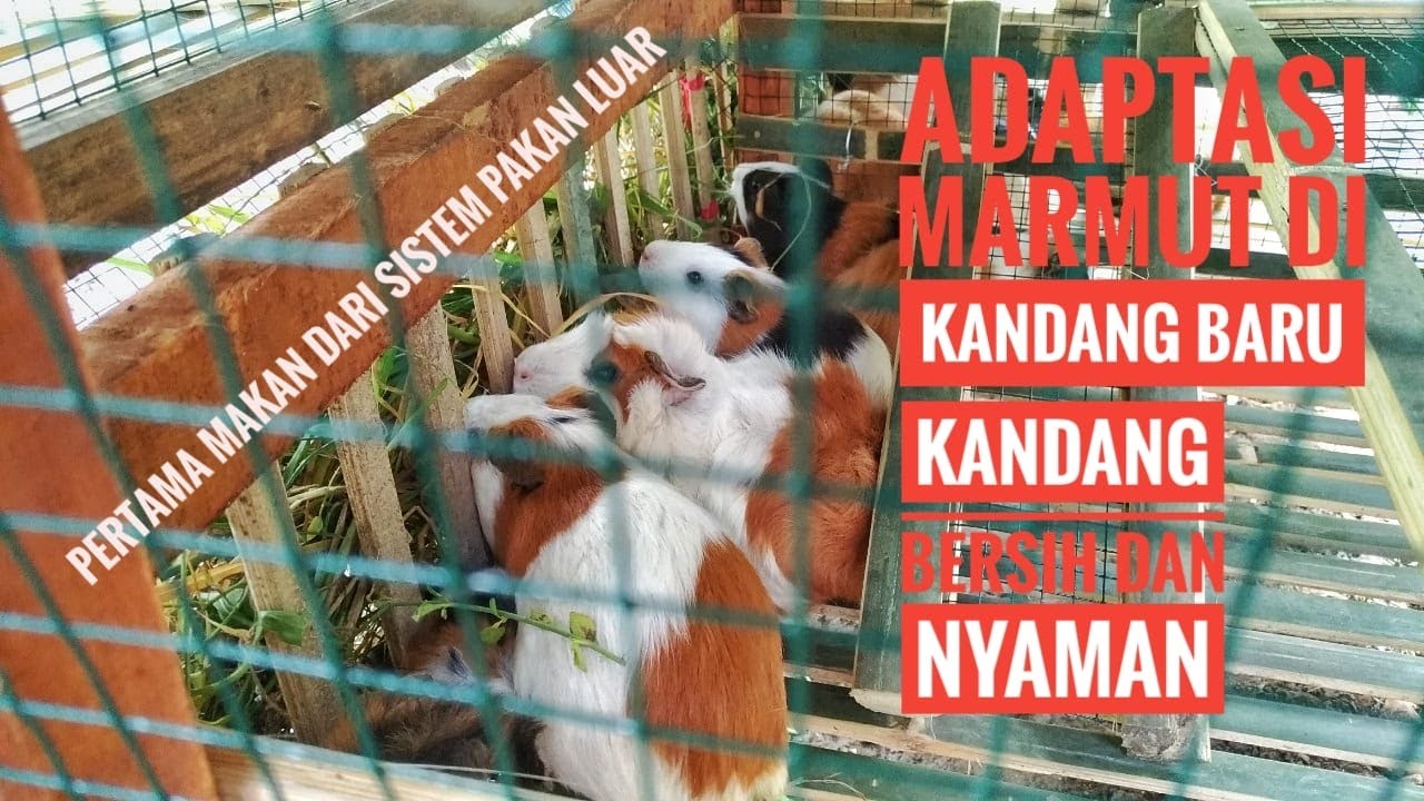 Kondisi marmut di kandang baru, proses adaptasi, dan keseharian marmut.