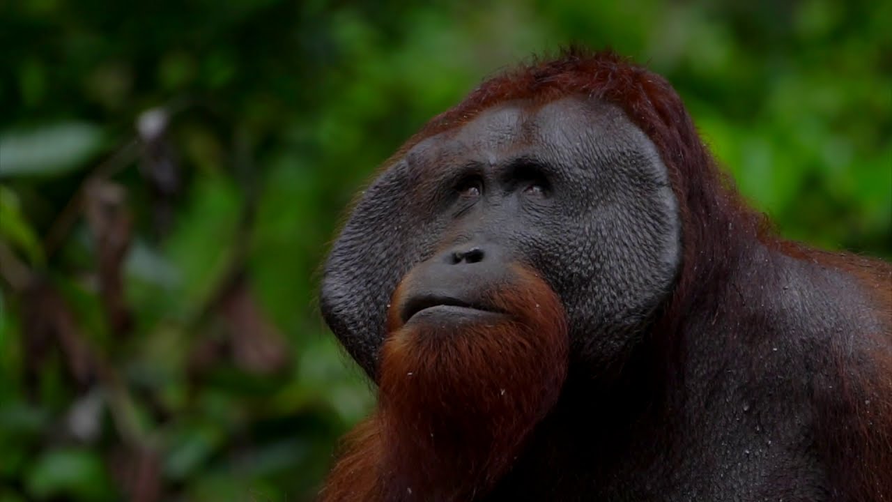 No Palm Oil Inside