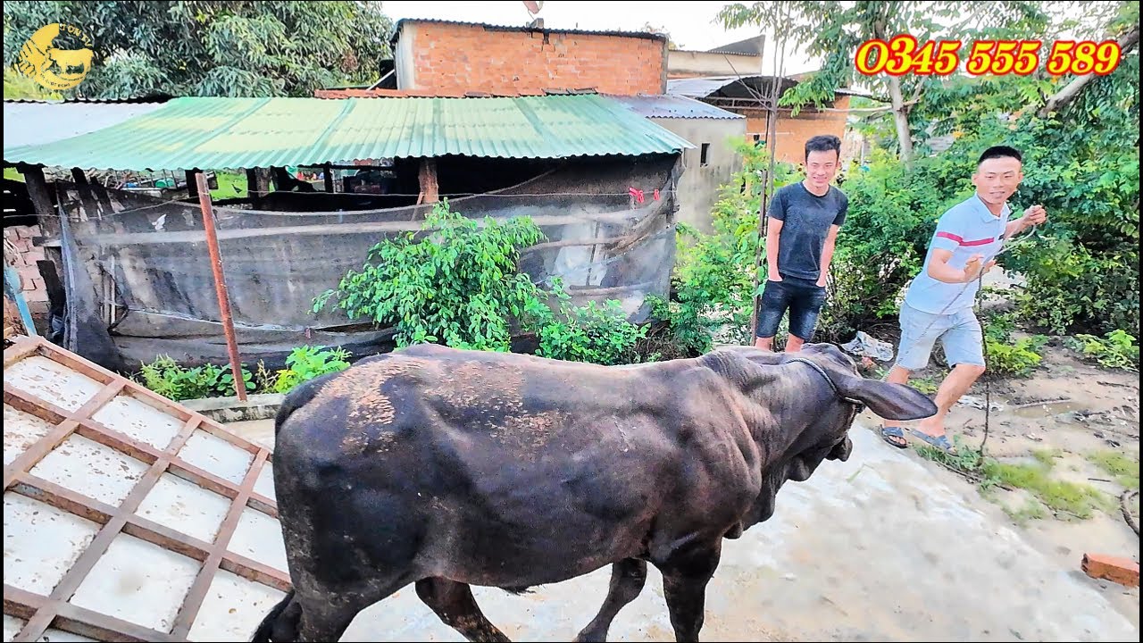 TỒN TV | CHUYẾN HÀNH TRÌNH XUYÊN ĐÊM VỀ ĐĂK LĂK VỚI NHỮNG CON BÒ SIÊU ĐẸP ĐỀU MỘT LỨA