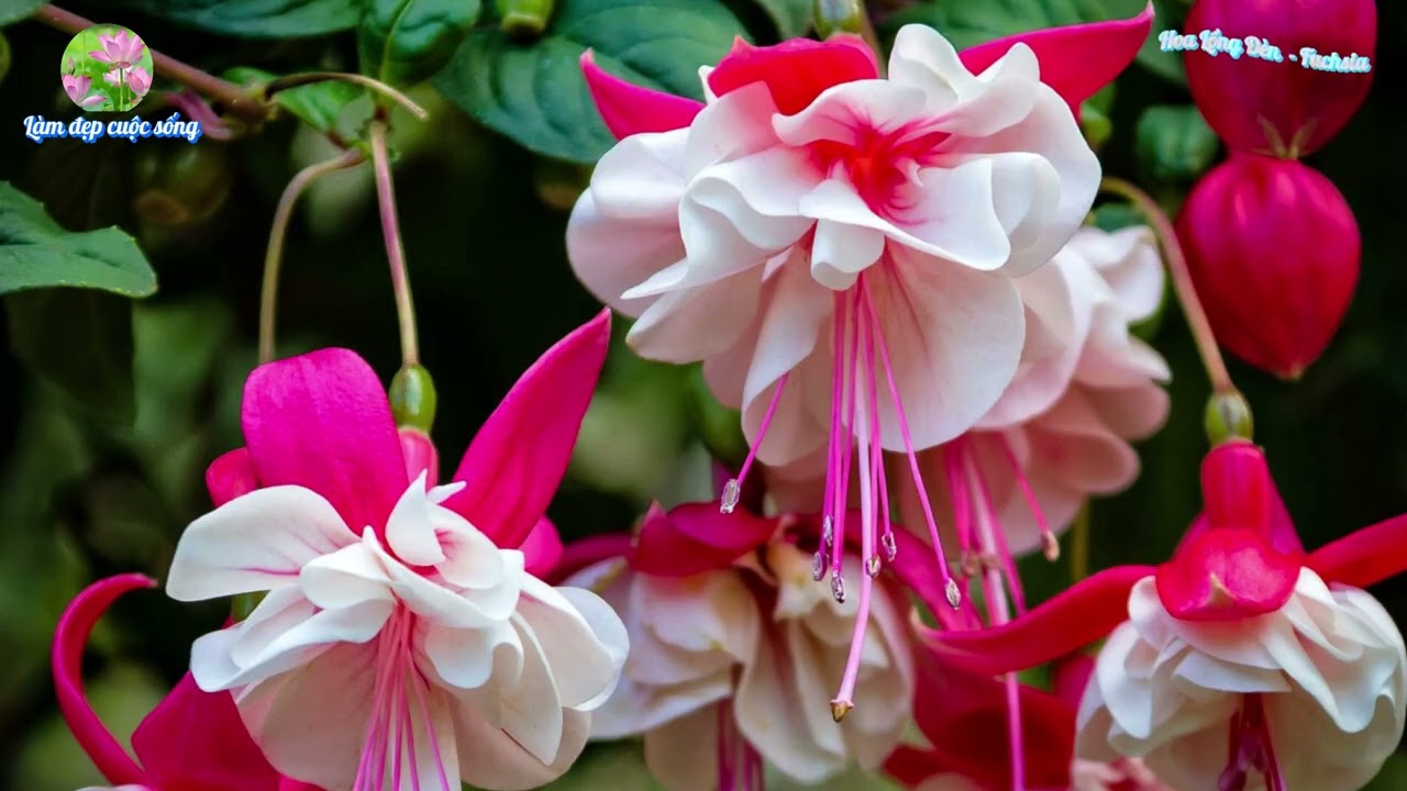 Hoa Lồng Đèn | fuchsia | @quocviet2007  -  Nguồn: Sưu tầm từ Internet.