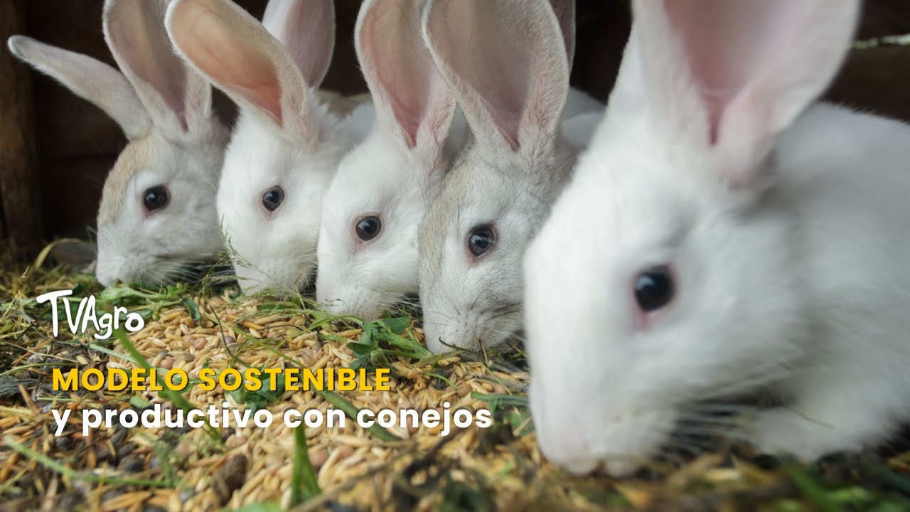 Modelo sostenible y productivo con conejos - TvAgro por Juan Gonzalo Angel