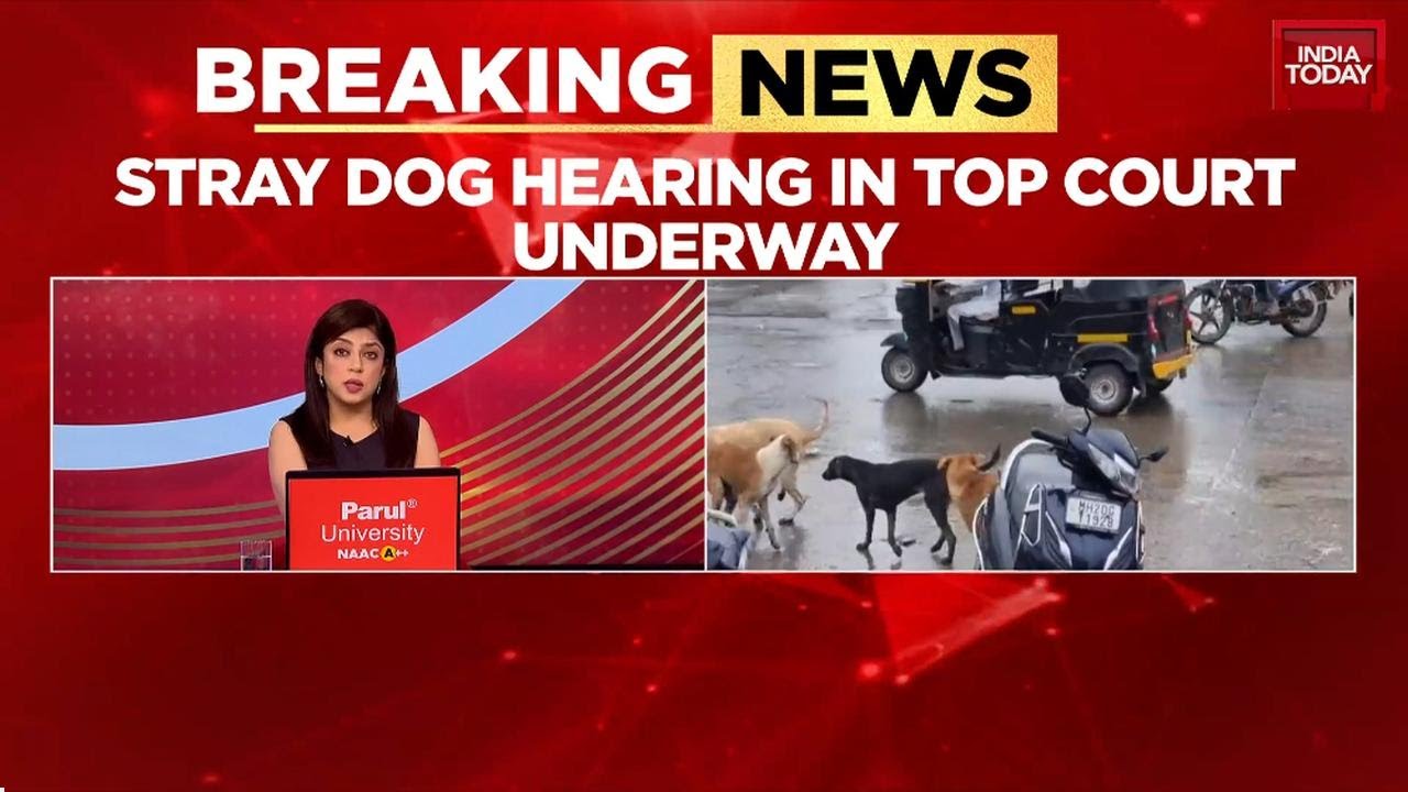 Stray Dog Menace: Furious SC Summons All Chief Secretaries, Slams States For Non-Compliance