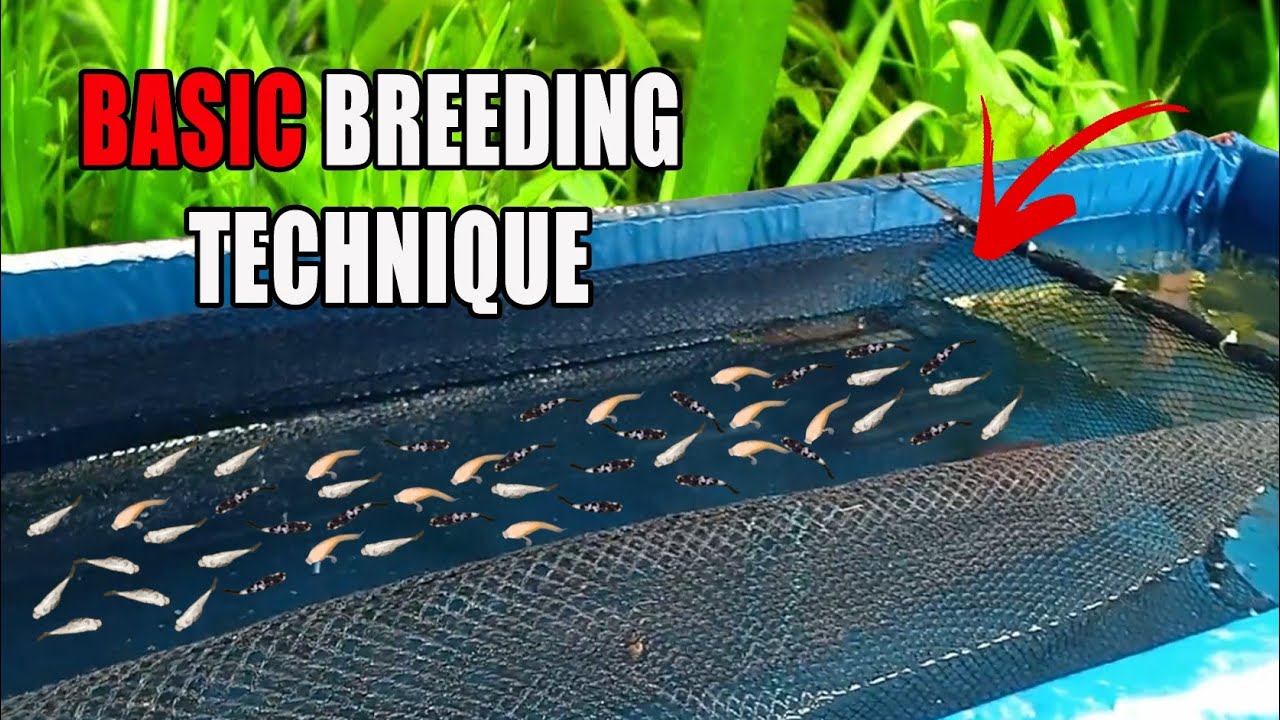 HOW TO MAKE BREEDING NET CAGE (English Subtitle)