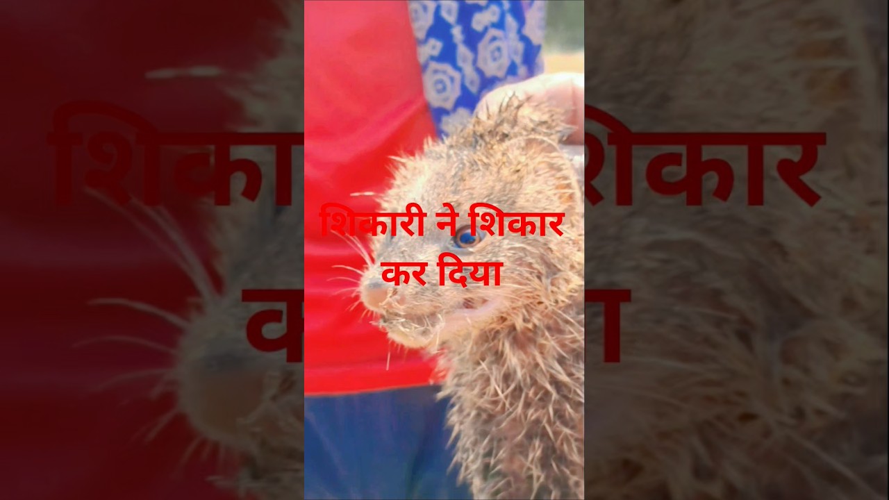 sikari kutta ne sikar kar diya//#vlog #village #daily #viral #sikar.