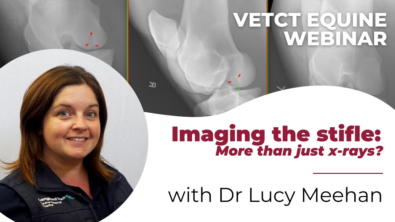Equine Webinar: Imaging the stifle - More than just X-rays? with Dr Lucy Meehan