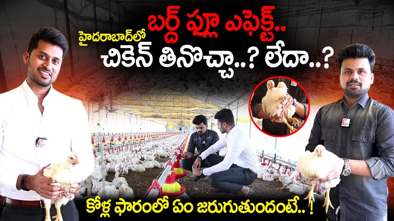 Bird Flu News | Sneha chicken Farms Varun Reddy Exclusive Interview | Roshan Interviews