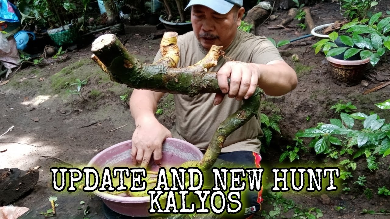 UPDATE SA MGA KALYOS NA DATING NA- HUNT AT PAANO MABILIS BUHAYIN