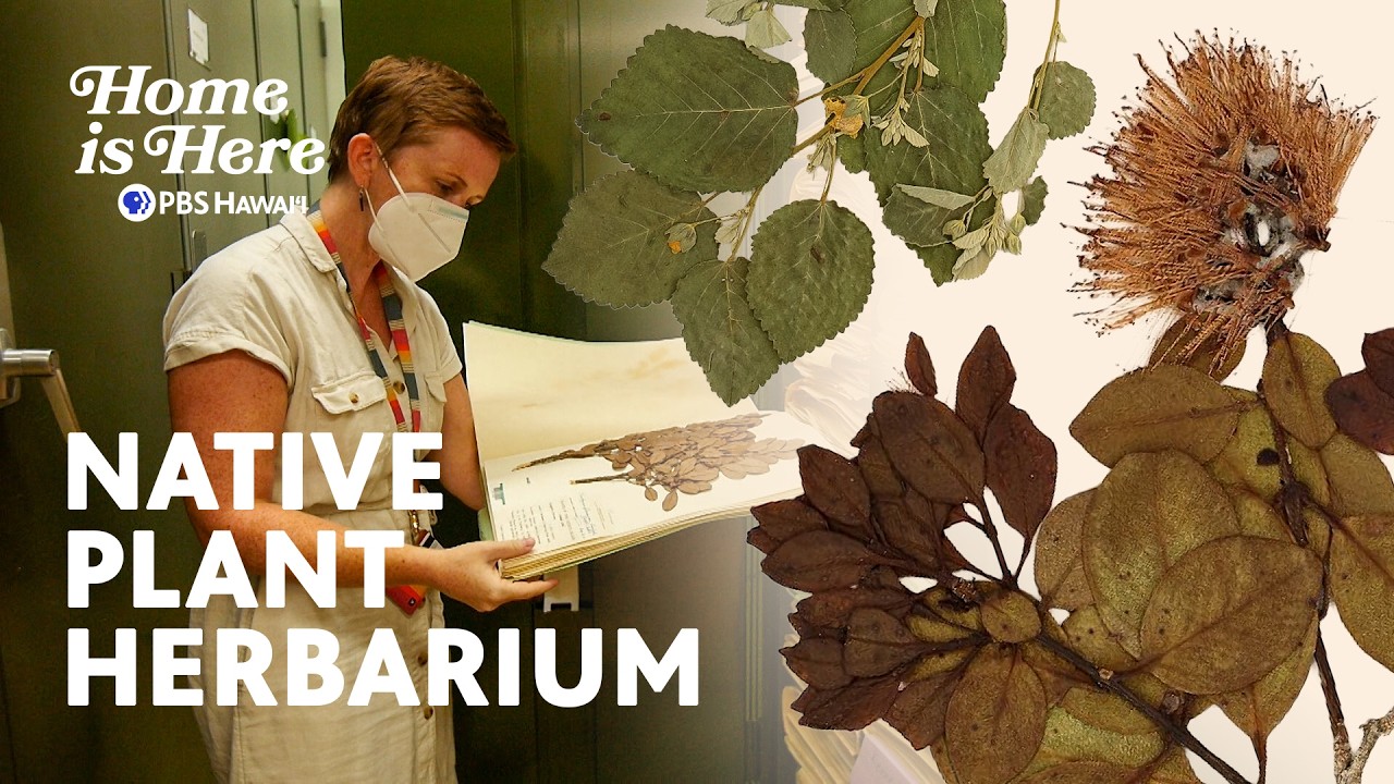 Collecting Hawaiʻi's Native Plants | Home is Here | PBS HAWAIʻI