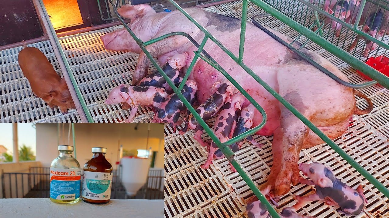 Qual Remédio Aplicar Na Porca Após o Parto 🐖🐷🏜💉