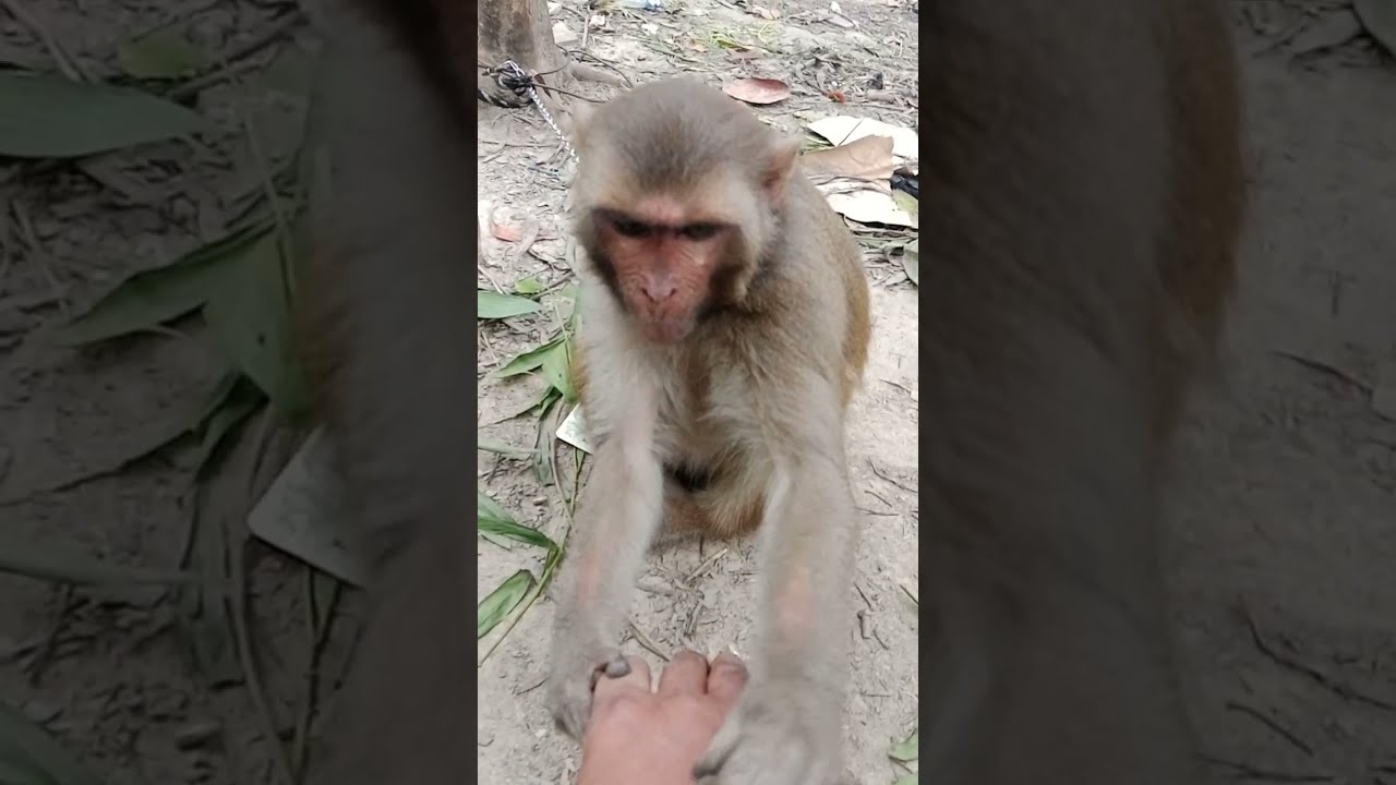বানার হাত থেকে মোবাইলটা কেড়ে নিল তারপরও বানরের সাথে বন্ধুত্ব হয়ে গেল #funny #comedy #love #notjnur