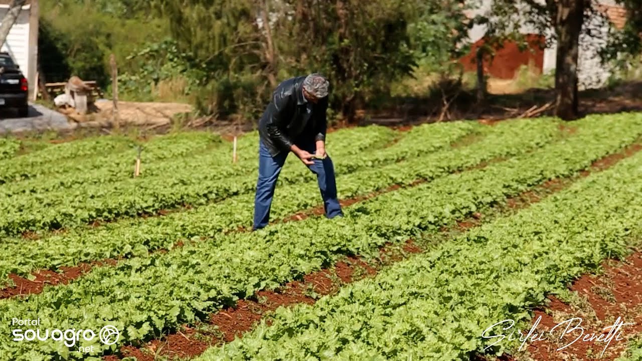 Magrão, o milionário vendedor de alfaces revela os segredos da horta