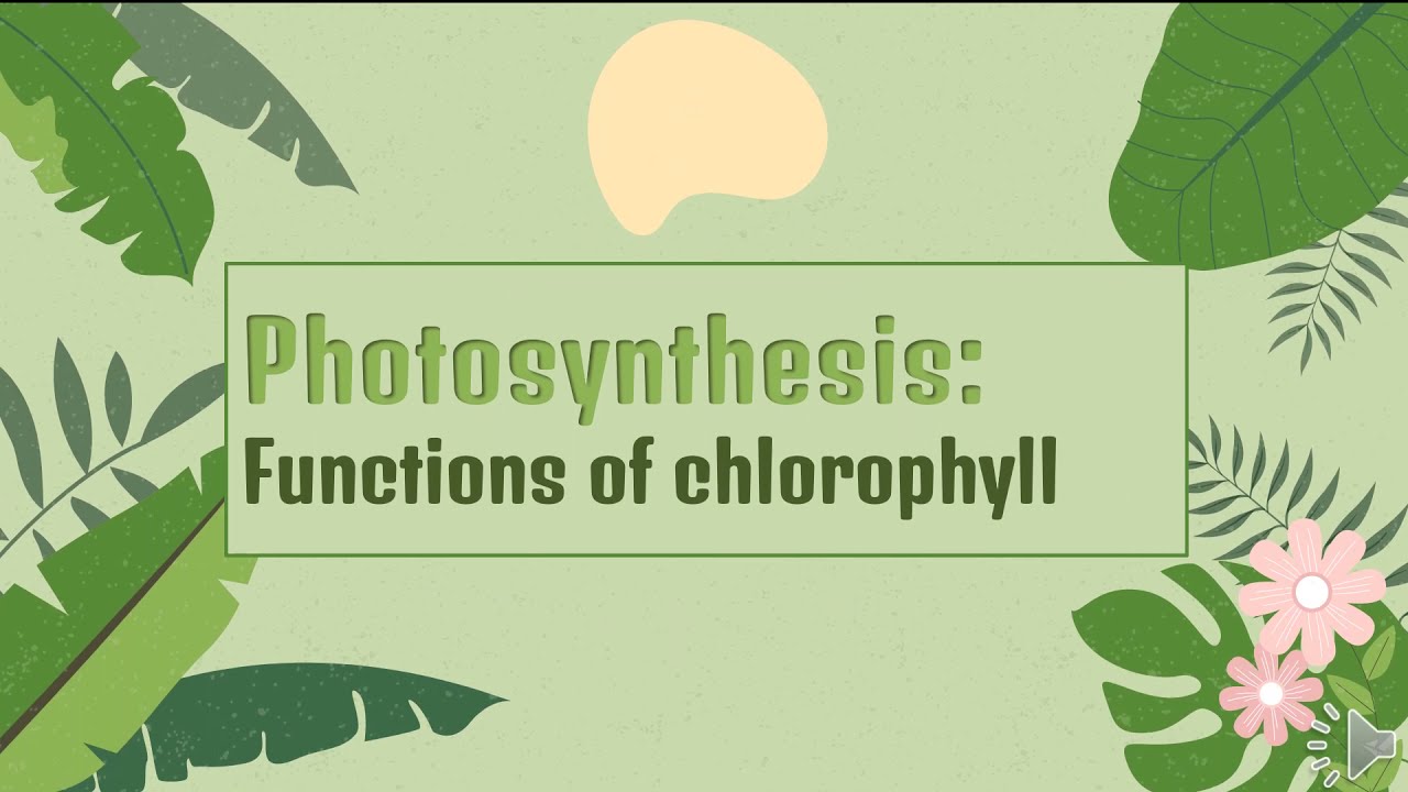 Photosynthesis: Functions of Chlorophyll