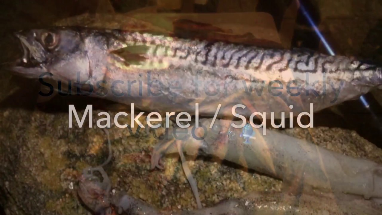 Rig and Bait for Conger Eel !!