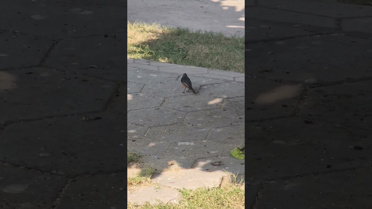 Hodgson's Redstart #birds #redstart