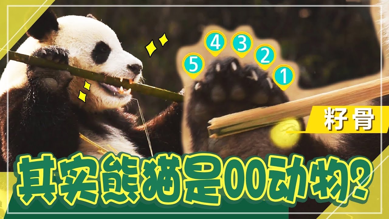 [中文字幕] 吃竹子的熊猫原来也是食肉动物啊？| 动物农场