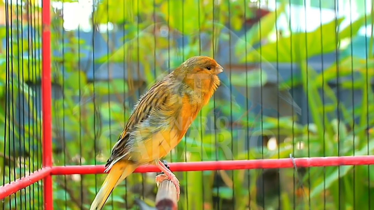 Canto lindo em HD do canário belga — perfeito para treinar e estimular o acasalamento! 242