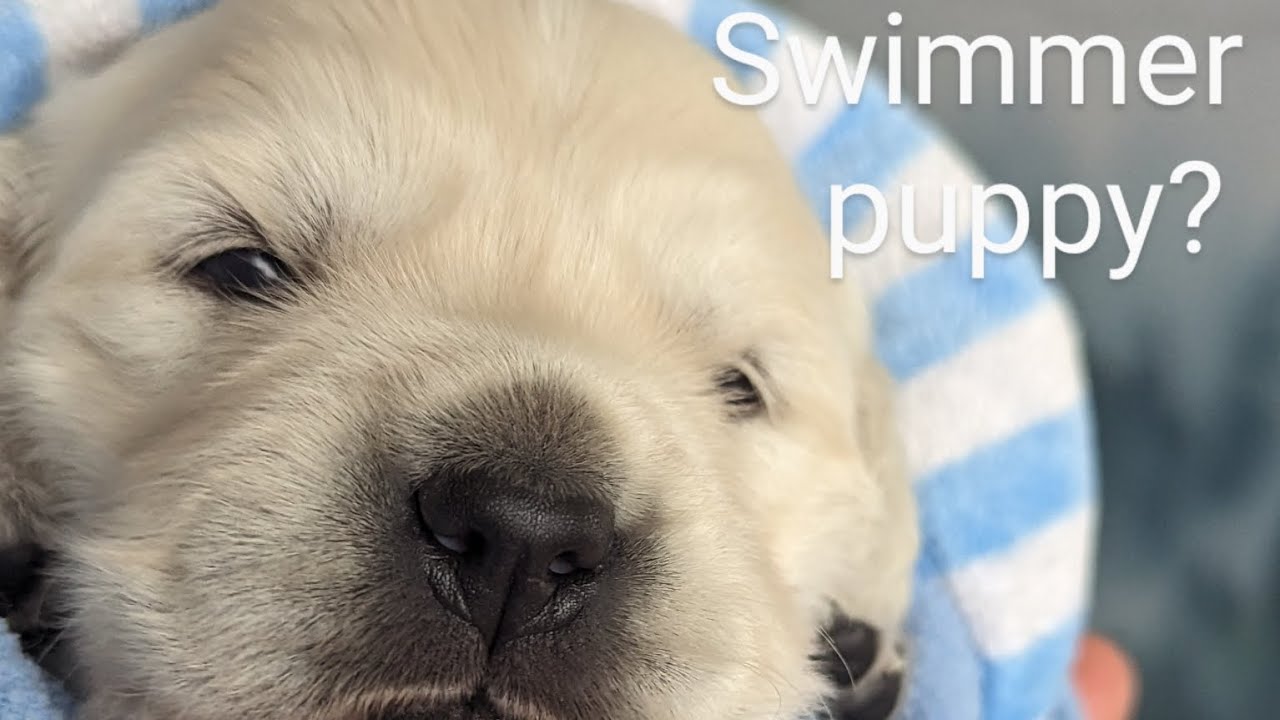 What is and how to treat a swimmer puppy? 18 day old golden retriever puppy (C&C litter)