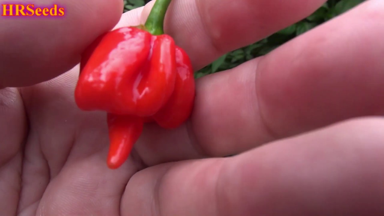 ⟹ Trinidad Scorpion Pepper | Capsicum chinense | Pod Review 2020