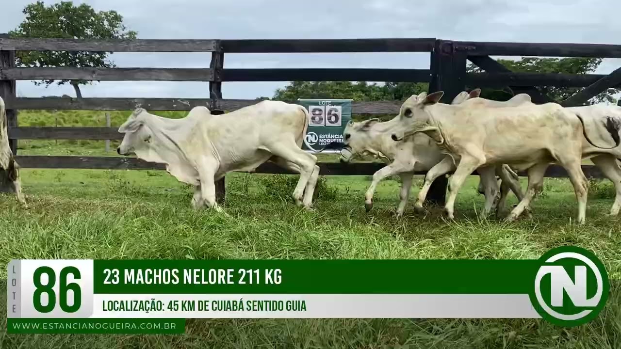 LOTE 86 - 23 MACHOS NELORE 211 KG