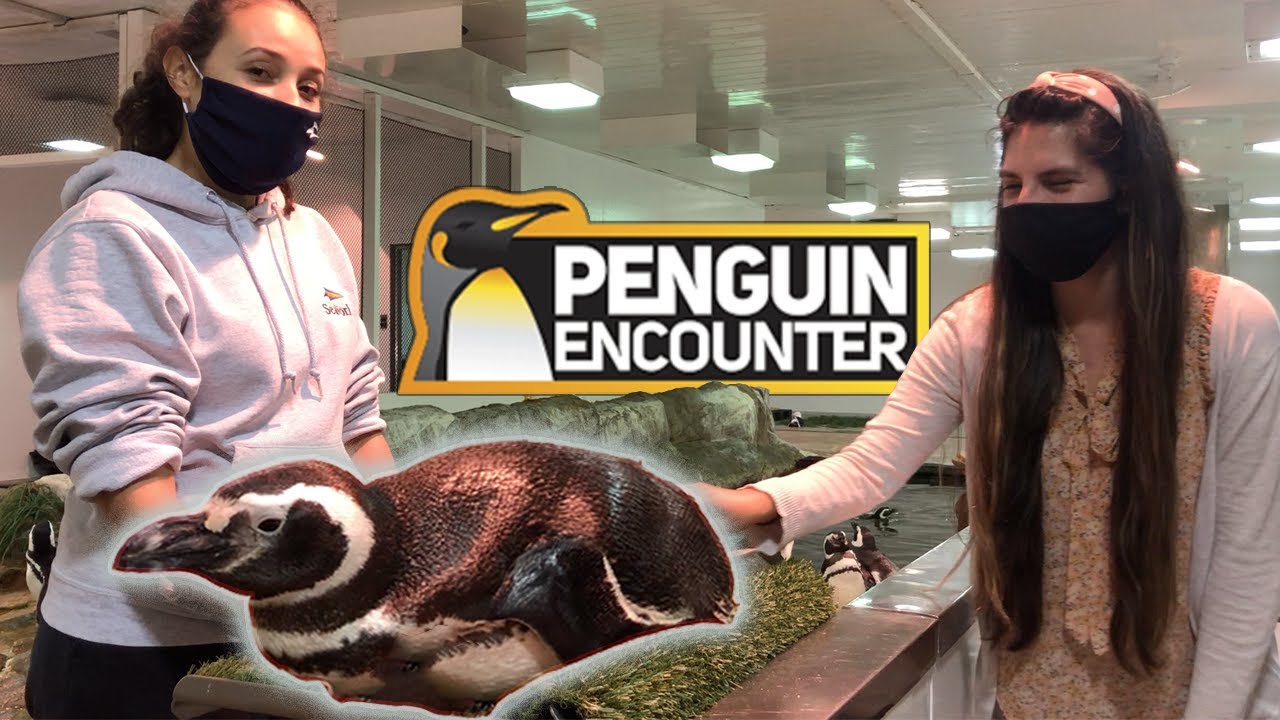 Seaworld Penguin Encounter - Look Before You Book!