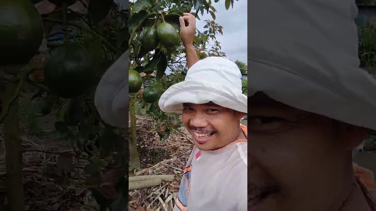 Alpukat Super Jumbo Tumbuh Subur Di dataran tingggi Tanah Karo